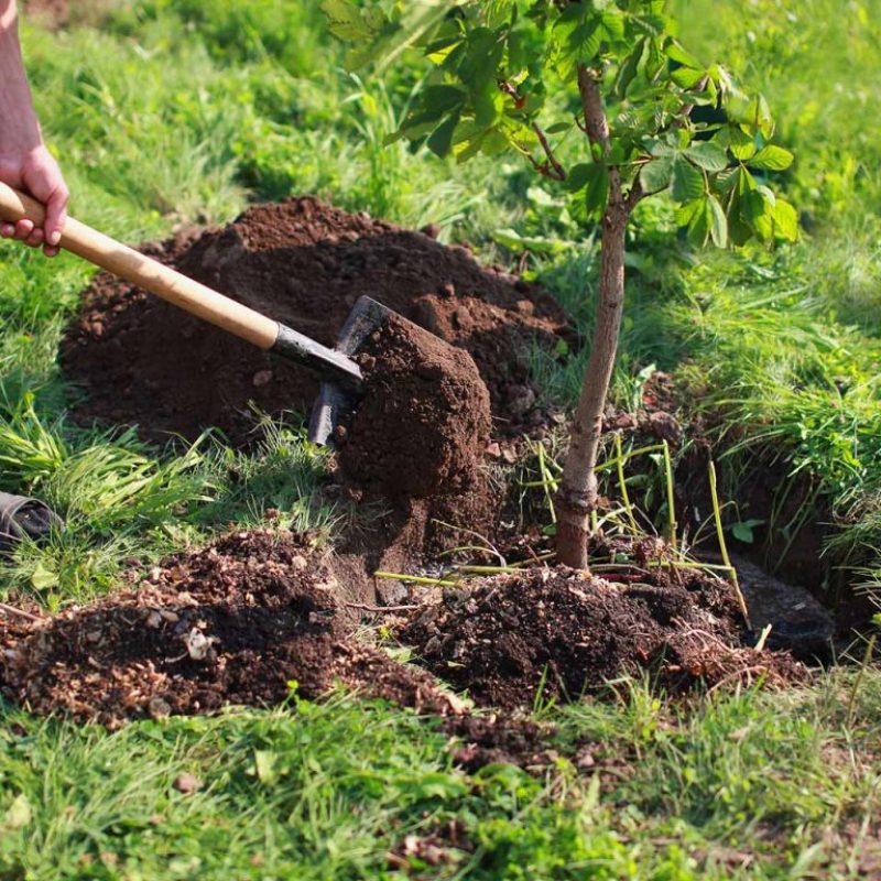 SERVICE PLANTING NEW TREE